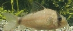 CORYDORAS METAE