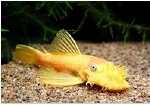 ANCISTRUS LONGVIN GOLD