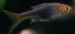 RASOBRA HETREROMORPHA BLEU -  BLAUWE KEGELVLEK