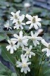 ANEMOPSIS CALIFORNICA