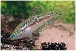 TRICHOPSIS PUMILA - DWERG KNORGOERAMIE