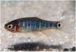 DANIO ERYTHROMICRON  CELESTICHTIS  - GESTREEPTE DWERGRASBORA