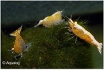 GARNAAL SAKURA ORANGE  NEOCARDINA