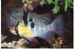 MIKROGEOPHAGUS RAMIREZI - ANTENNEBAARS  XL