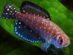 AUSTROLEBIAS NIGRIPINNIS -  TANDKARPERTJE