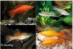 XIPHOPHORUS HELLERI - ZWAARDDRAGER MIX