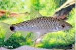 CROSSOCHEILUS RETICULATUS - ALGENETER SUPERALGETER BESTE