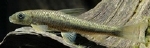 CROSSOCHEILUS LATIUS - ALGENETER SUPERALGETER BESTE