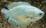 COLISA LALIA COBALT - DWERGGOERAMIE