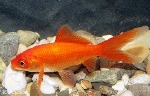 GOUDVIS KOMEETSTAART