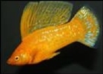 POECILIA VELIFERA - HOOGVINKARPER ROOD