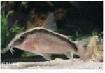 CORYDORAS ARCUATUS