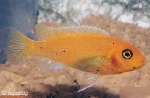 PSEUDOTROPHEUS SAULOSI CORAL RED/ ORANGE