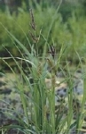 CAREX RIPARIA