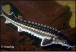 DIAMANT STEUR 30- 35