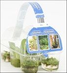 AANBIEDING DRIJFPLANTEN SIXPACK 2 X 3 STUKS IN TRAY
