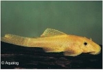 ANCISTRUS SP. GOLD /  L-144