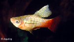 XIPHOPHORUS MACULATUS - PLATY HOOGVIN MIX