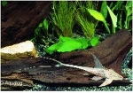 LORICARIA FILAMENTOSA