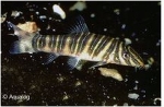 BOTIA STRIATA -  GESTREEPTE BOTIA