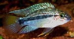 APISTOGRAMMA CRUZI
