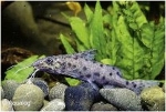 SYNODONTIS NJASAE - MALAWI SGUEAKER