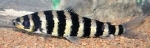 LEPORINUS FASCIATUS