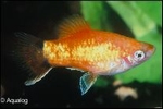XIPHOPHORUS MACULATUS- PLATY SUNSET / WAGTAIL