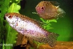 TRICHOGASTER TRICHOPTERIS  ORANGE - GOERAMIE