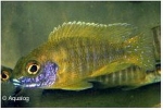 AULONOCARA BAENSCHI BENGA
