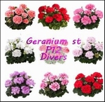 GERANIUM STA/HANG IN GRIJZE P12 POT