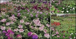 PERKPLANTEN STEK IN P12