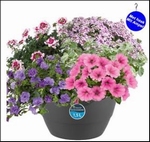HANGPOT XXL DIV.PLANTEN IN MIX WATERRESERVOIR