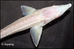 ALBINO STERLET  25-30