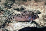 CORYDORAS PUNCTATUS