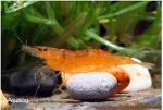 GARNAAL CARIDINA CF PROPINQUA GOLDEN SUNSET