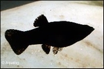 POECILIA LATIPINNA  -  BLACK  MOLLY
