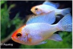 MIKROGEOPHAGUS RAMIREZI ELECTIC BLEU RED HEAD