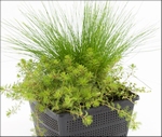 MIX 3 ZUURSTOFPLANTEN IN MAND 18CM VOOR 1M3 WATER