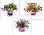 FESTIVAL MEER KLEUREN IN 1 POT