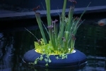 VELDA FLOATING PLANT LIGHT