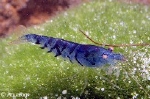 GARNAAL - NEOCARIDINA BLEU SAPPHIRE