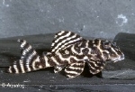 L-333  HYPANCISTRUS SP.