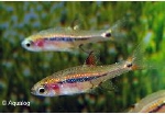 BORARAS UROPHTHALMOIDES - DWERGRASBORA