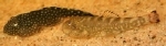 PSEUDOGASTROMYZON MYERSI