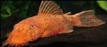 ANCISTRUS SP. SUPER RED XL PAAR