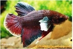BETTA  BIG EAR - KEMPVIS