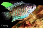 COLISA FASCIATA - GOERAMIE GESTREEPTE