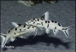 SYNODONTIS LUCIPINNIS - KOEKOEKSWELS DWERG