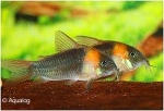 CORYDORAS EQUES - PANTSERWELS